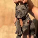 Iri Kafalı Cane Corso Yavrular