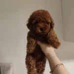 Kore Kan Bebekler Yeni Ailesini Arıyor