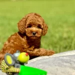 Mutlu Patiler Ruhsatli Ciflikte Sizleri Bekliyor