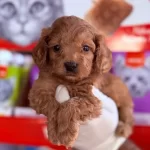 tüy Dokmeyen Maltipo Yavrumuz