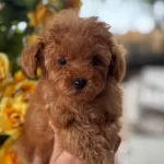 tüy Dokmeyen Elit Maltipoo Yavrular