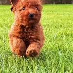 Red Brown Toy Poodle Yavruları
