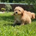 Bir Birinden Sevimli Yavrular Sizleri Bekliyor