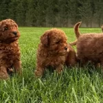 Tea Cup Red Brown Toy Poodle Yavruları