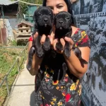 Safkan Canecorso Yavrularımız