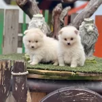 Pomerian Boo Yavrularımız