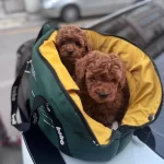 Toy Poodle Kızıll Yavrular