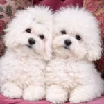 Kar Beyaz Maltese Terrier Yavruları Zekası Ve Hipoalerjenik