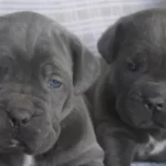 Denizli Pamukkale Cane Corso Yavruları