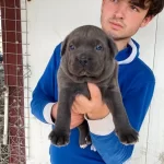 Genis Goguslu Iri Kemik Yapılı Gri Cane Corso Yavruları