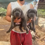 Iri Kemik Yapılı Karakterli Cane Corso Yavruları