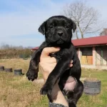 Safkan Cane Corso Yavruları Koruyucu Ve Zeki Cane Corso