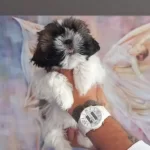 Safkan Shih Tzu Yavruları Ile Ailenize Neşe Katın