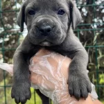Bursada Asil Bakıslı Ve Iri Patili Cane Corso Yavruları