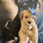 Tam Bir Leydi A Kalite Maltipoo Disi bebeğim