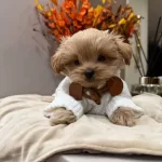 Ev Ortamında Sosyallesmis Oyuncu Maltipoo Cinsi Yavrular