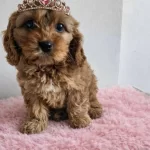 Sıfır Numara Kahve Buklesi Tuvalet Egitimi Hazır Maltipoo