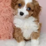 Kahve Beyaz Maltipoo Yavruları Egitilebilir Dostlar