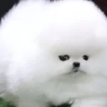 Safkan Gercek Pomeranian Boo