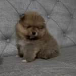 Mini Boy Ayı Surat Pomeranian Boo