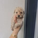 Minyatur Minnaklarım Teslime Hazır