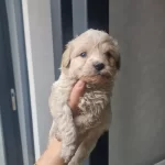 Tuvalet Egitimli Minyatur Minigim