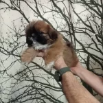 Maskeli Anne Altından Mini