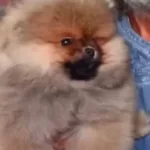 Orjinal Ayı Surat Pomeranian Boo
