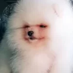 Orjinal Oyuncak Ayı Surat Pomeranian Boo