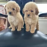 Ev Konforunda Yetismis Kıvırcık Yumak Toy Poodle Yavruları