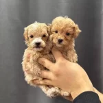 Avuc Icine Sıgan Sevgi Yumakları Kıvırcık Maltipoo