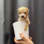 Avuc Icine Sıgan Safkan Maltipoo