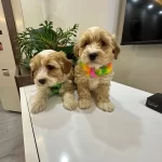 Harika Mini Maltipo Yavrularımız