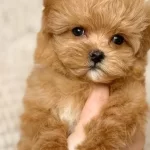 Ev Ortamında Yetismis Maskot Surat Red Toy Poodle Yavrusu
