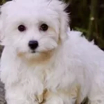 Kar Beyaz Maltese Terrier Yavruları