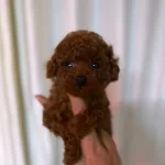 Kıpkırmızı Red Toy Poodle Yavruları Akıllı Ve Tuy Dokmez
