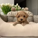 Ev Ortamında Yetisen Safkan Maltipoo Cinsi Yavrular