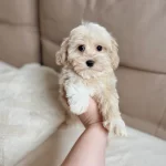 Maltese Terrier Ev Uretimi Akıllı Ve Tuy Dokmeyen Yavrular