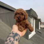 Dark Red Brown Mikro Poodle Karakteriyle Buyuleyen Dostunuz