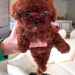 Garantili Mini Kore Bebekyuz Toy Poodle Bebekler