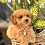 Saskın Bakıslı Oyuncak Maltipoo Sosyal Ortamların Yıldızı