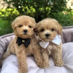 Sosyal Ortamın Yıldızı Teacup Maltipoo Kardesler