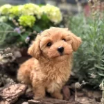 Saskın Bakıslı Bal Rengi Maltipoo Yavrumuz Yuva Arıyor