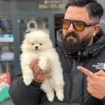 Ankara Cankayada Ayıcık Suratlı Beyaz Pomeranian Boo