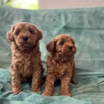 Ankara Cankayada Kızıl Bukleli Sampiyon Maltipoo Yavruları