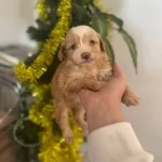 Maltipoo Cinsi Yavrular Ev Uretimi Yavrular