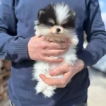 Kredi Kartına Taksitli Orjinal Maskeli Pomeranian Boo