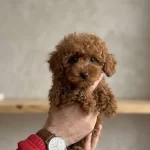 Red Toy Poodle Sevimli Yavrular Ev Uretimi