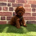 Tarcın Tonlu Pelus Kurklu Toy Poodle Yavruları Mikro Surat