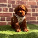Karamel Tonlu Ipeksi Tuylu Mini Toy Poodle Safkan